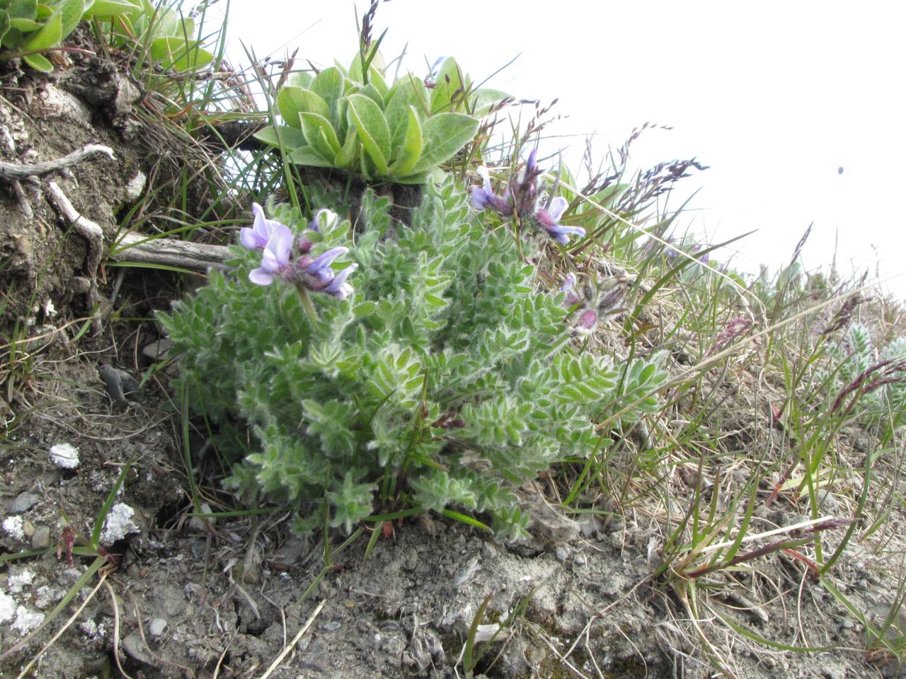 Oxytropis wrangelii Jurtzev, Siberia, Chukotka & Kamchatka (S7) (Russia)