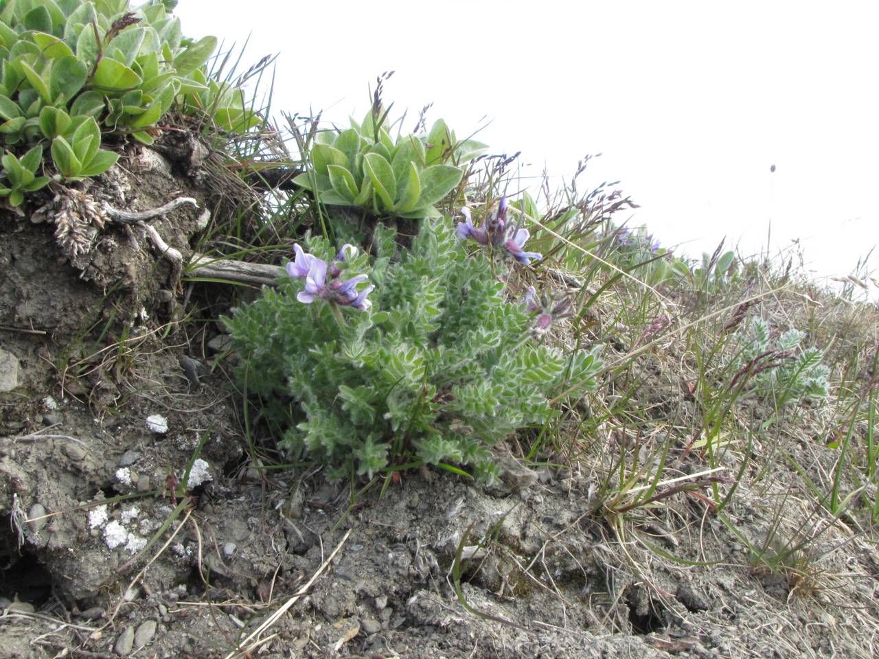 Oxytropis wrangelii Jurtzev, Siberia, Chukotka & Kamchatka (S7) (Russia)