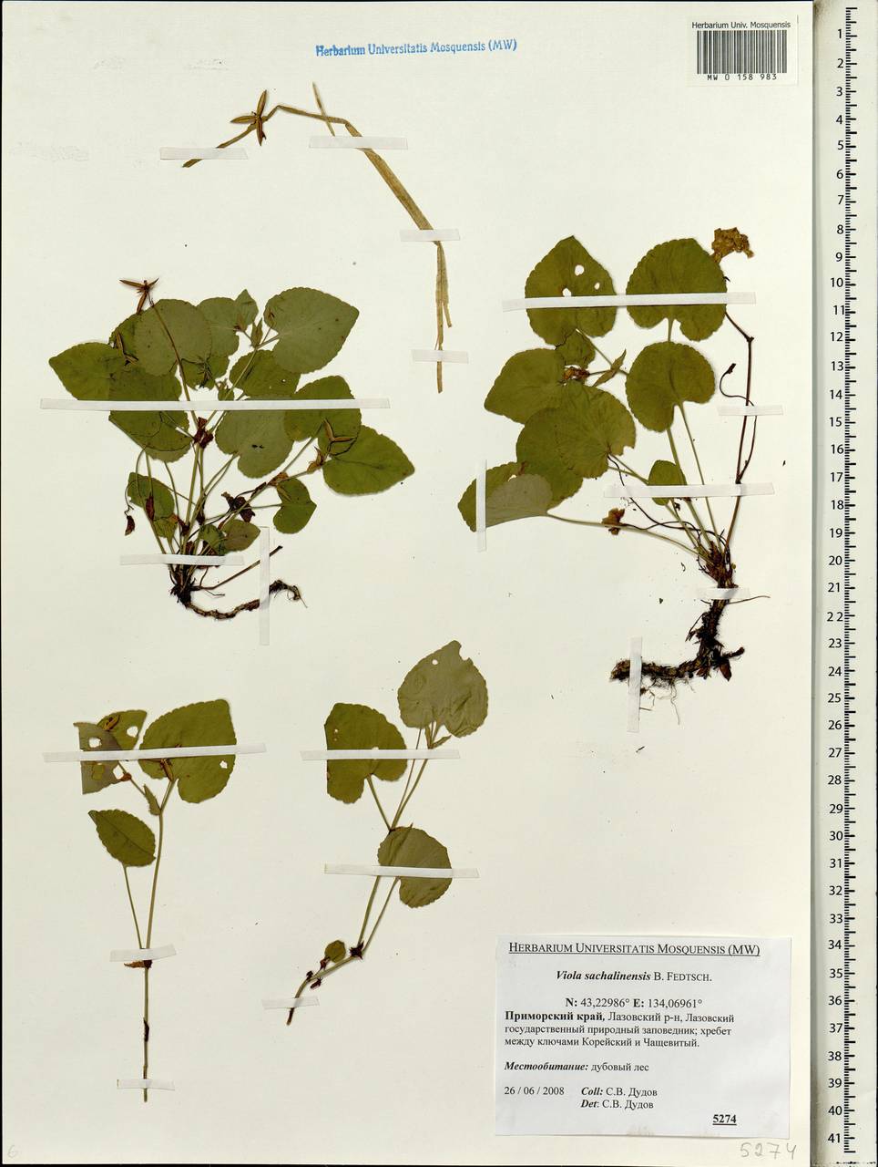 Viola sacchalinensis H. Boissieu, Siberia, Russian Far East (S6) (Russia)