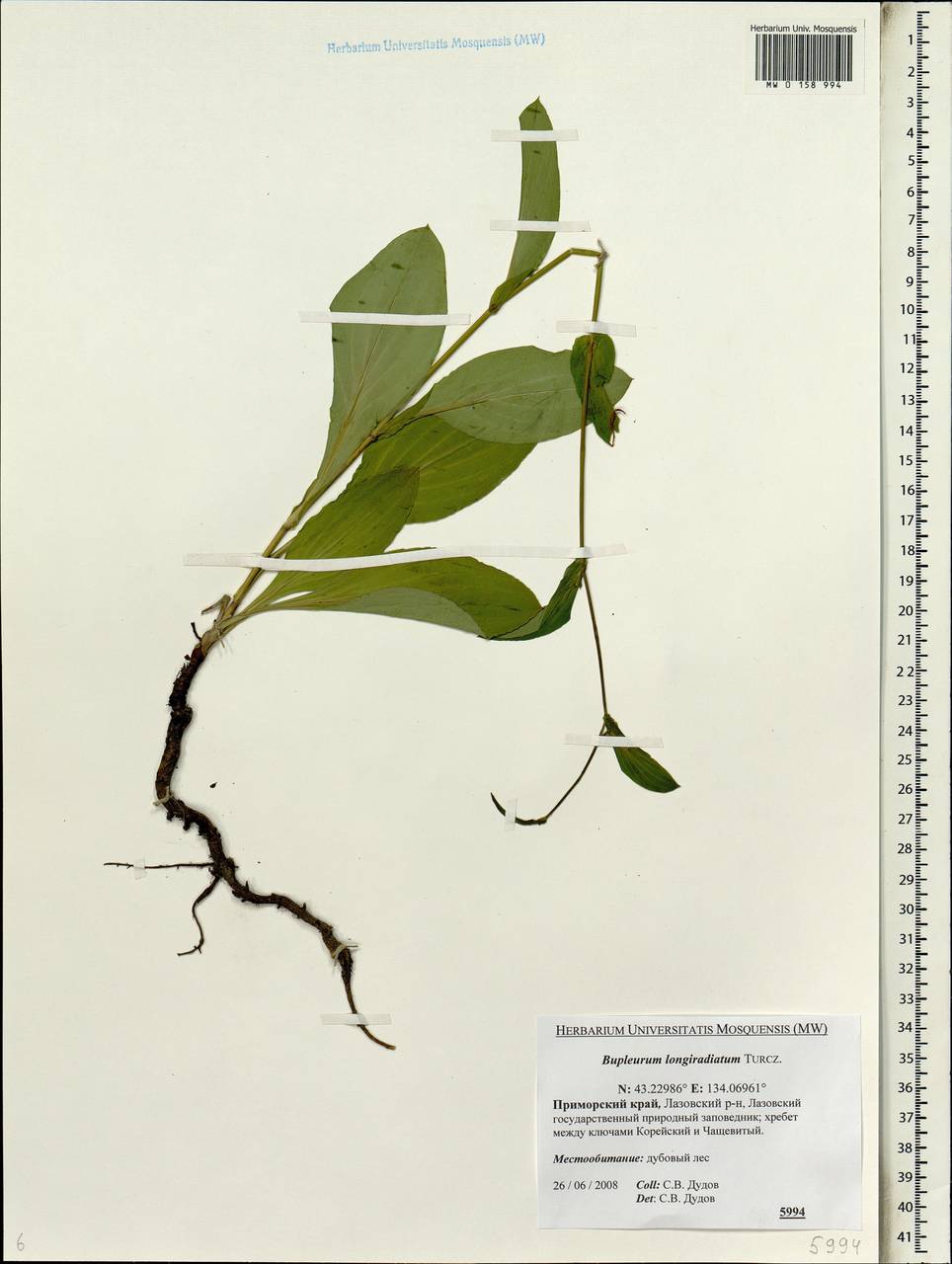 Bupleurum longeradiatum Turcz., Siberia, Russian Far East (S6) (Russia)