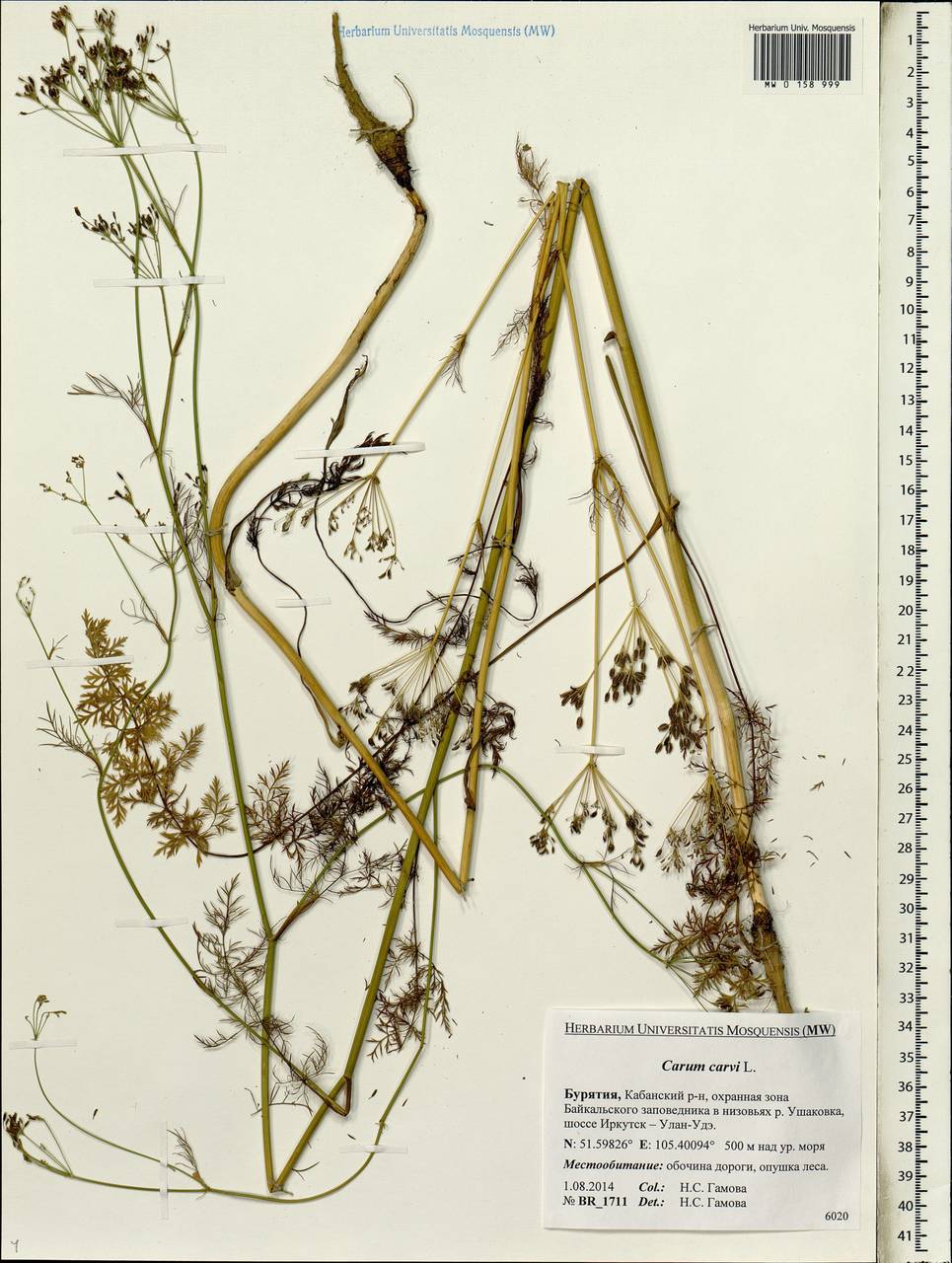 Carum carvi L., Siberia, Baikal & Transbaikal region (S4) (Russia)