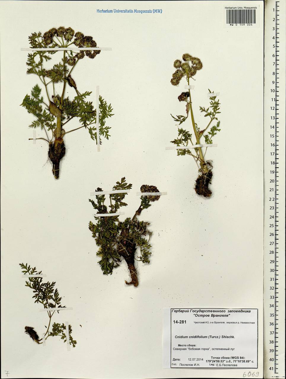 Cnidium cnidiifolium (Turcz.) Schischk., Siberia, Chukotka & Kamchatka (S7) (Russia)