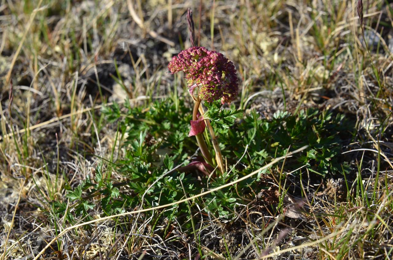 Cnidium cnidiifolium (Turcz.) Schischk., Siberia, Chukotka & Kamchatka (S7) (Russia)