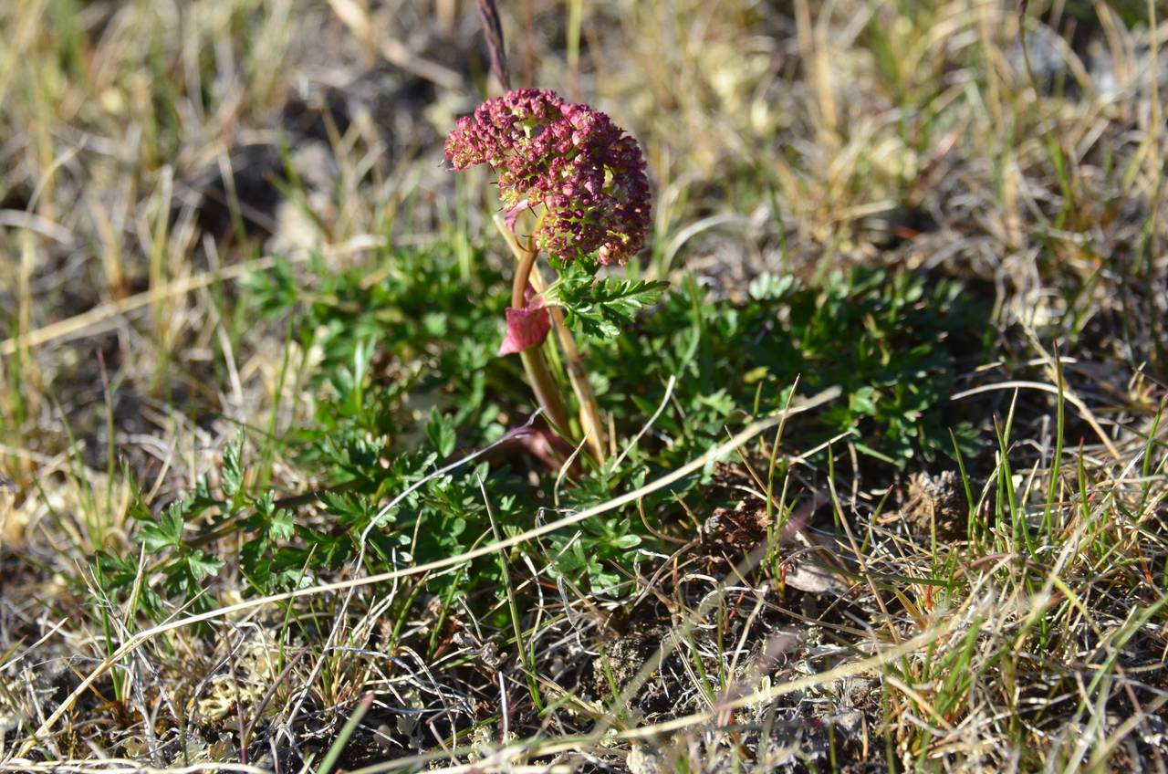 Cnidium cnidiifolium (Turcz.) Schischk., Siberia, Chukotka & Kamchatka (S7) (Russia)