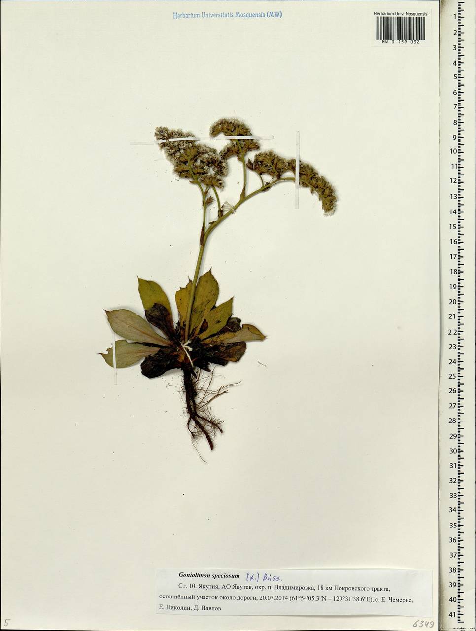 Goniolimon speciosum (L.) Boiss., Siberia, Yakutia (S5) (Russia)