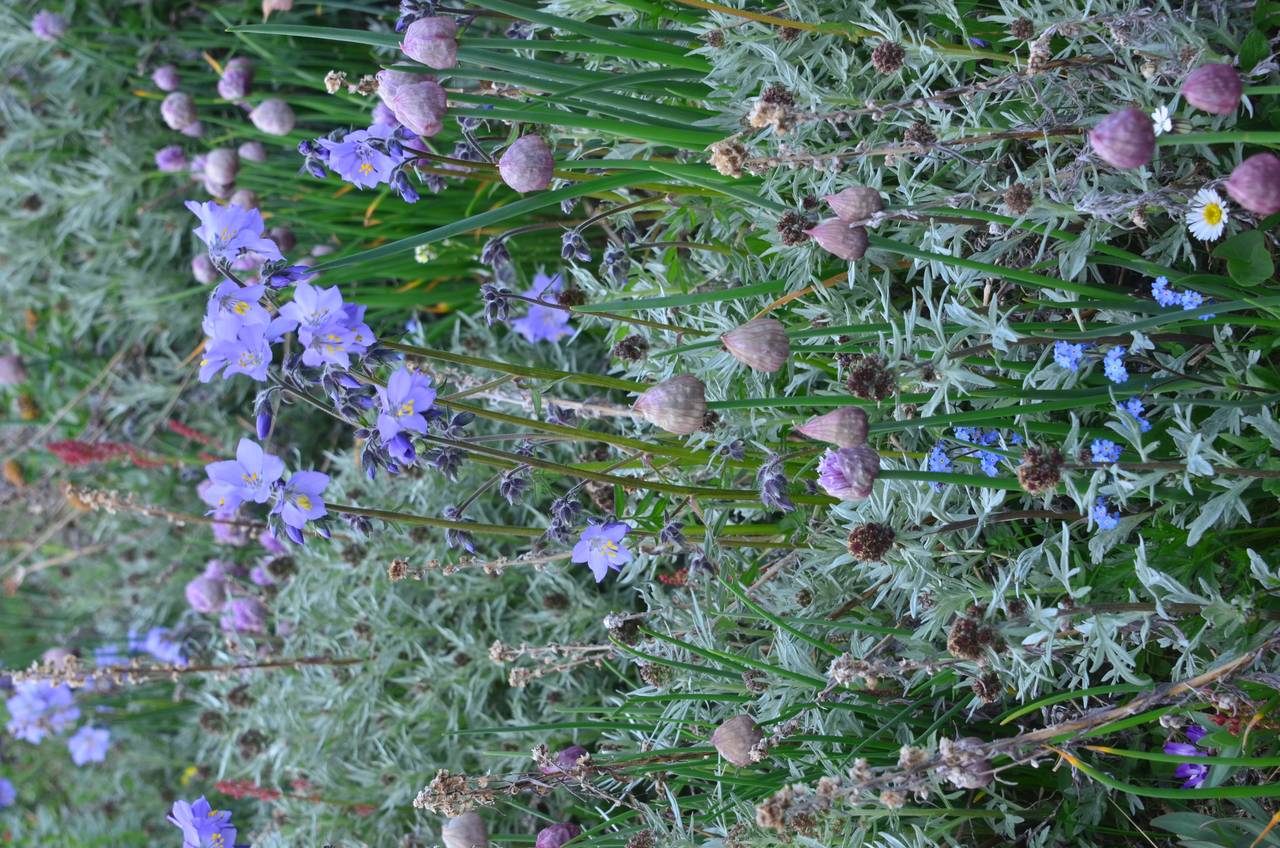 Polemonium villosum Rudolph ex Georgi, Siberia, Chukotka & Kamchatka (S7) (Russia)