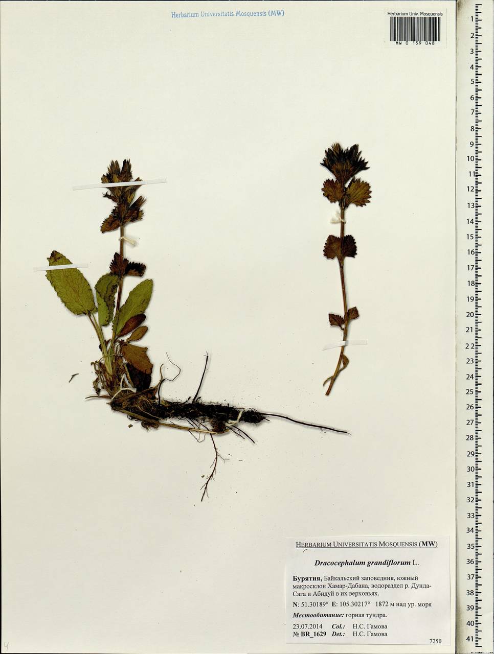 Dracocephalum grandiflorum L., Siberia, Baikal & Transbaikal region (S4) (Russia)