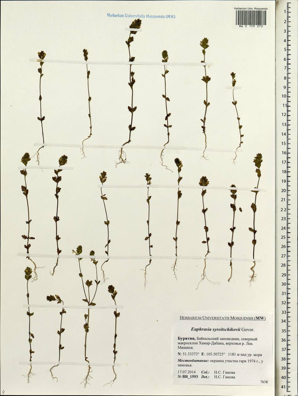 Euphrasia syreitschikovii Govoruchin, Siberia, Baikal & Transbaikal region (S4) (Russia)