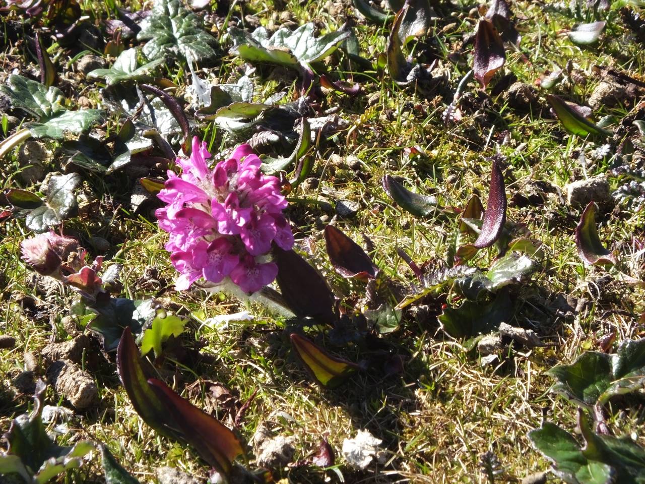 Pedicularis langsdorffii, Siberia, Chukotka & Kamchatka (S7) (Russia)