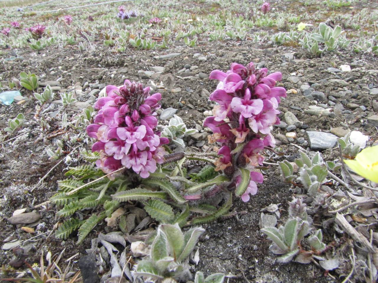 Pedicularis langsdorffii, Siberia, Chukotka & Kamchatka (S7) (Russia)