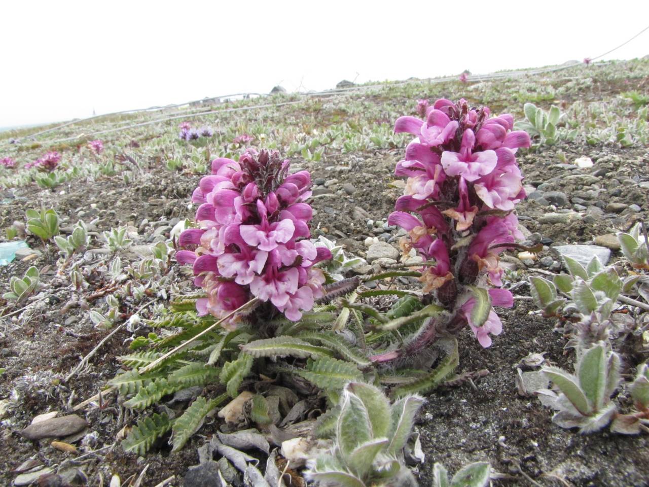 Pedicularis langsdorffii, Siberia, Chukotka & Kamchatka (S7) (Russia)