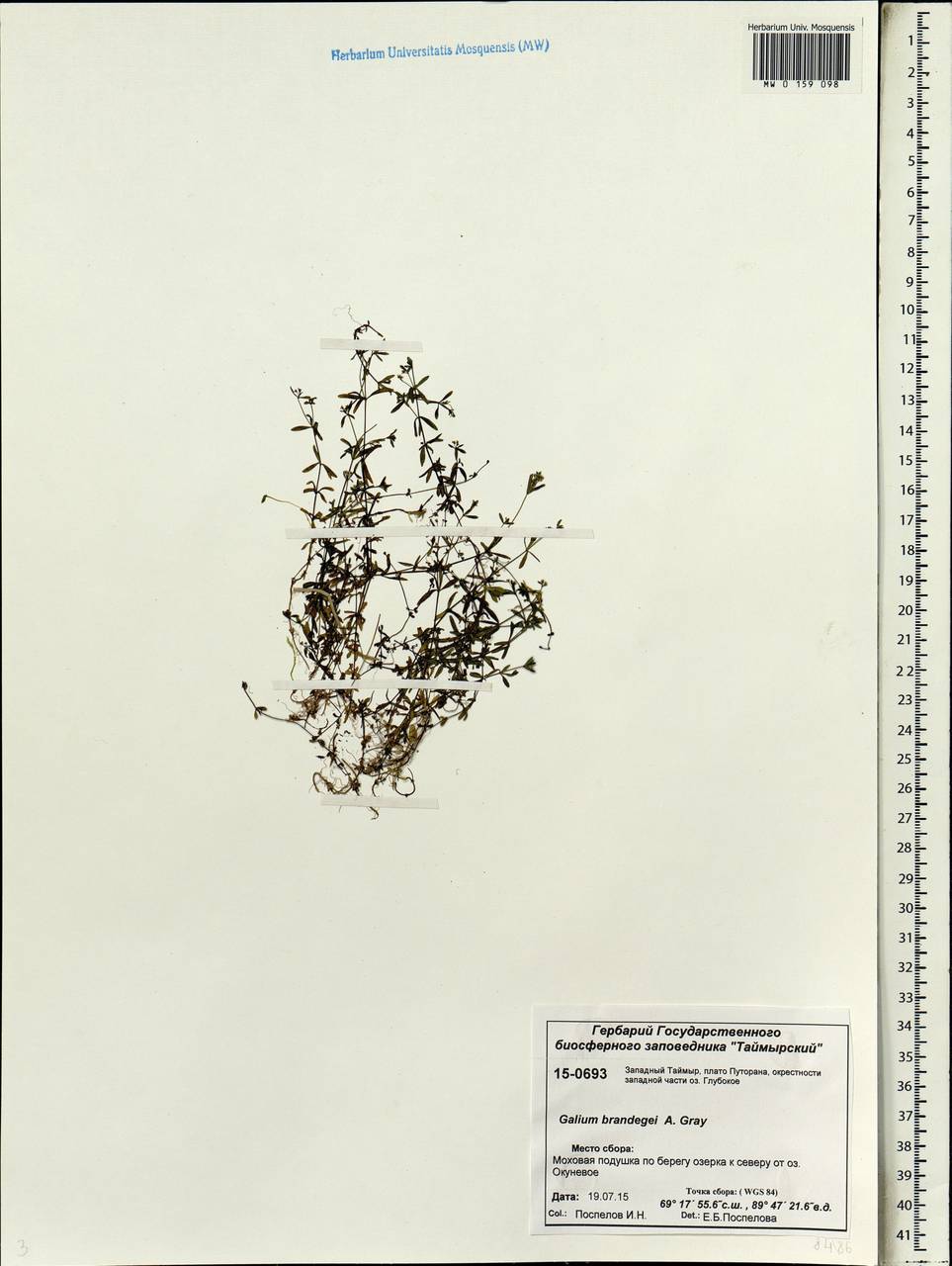 Galium trifidum subsp. trifidum, Siberia, Central Siberia (S3) (Russia)