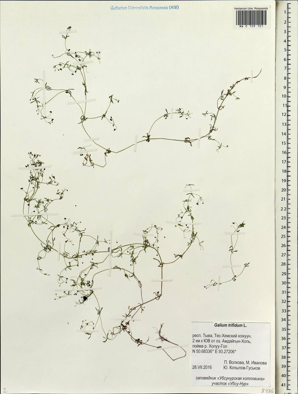 Galium trifidum L., Siberia, Altai & Sayany Mountains (S2) (Russia)