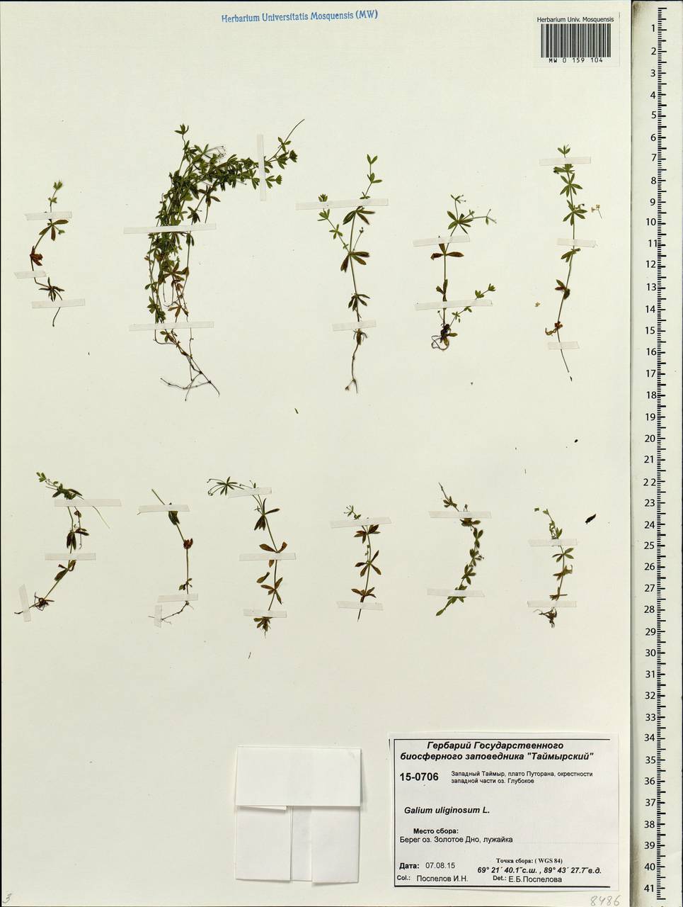 Galium uliginosum L., Siberia, Central Siberia (S3) (Russia)