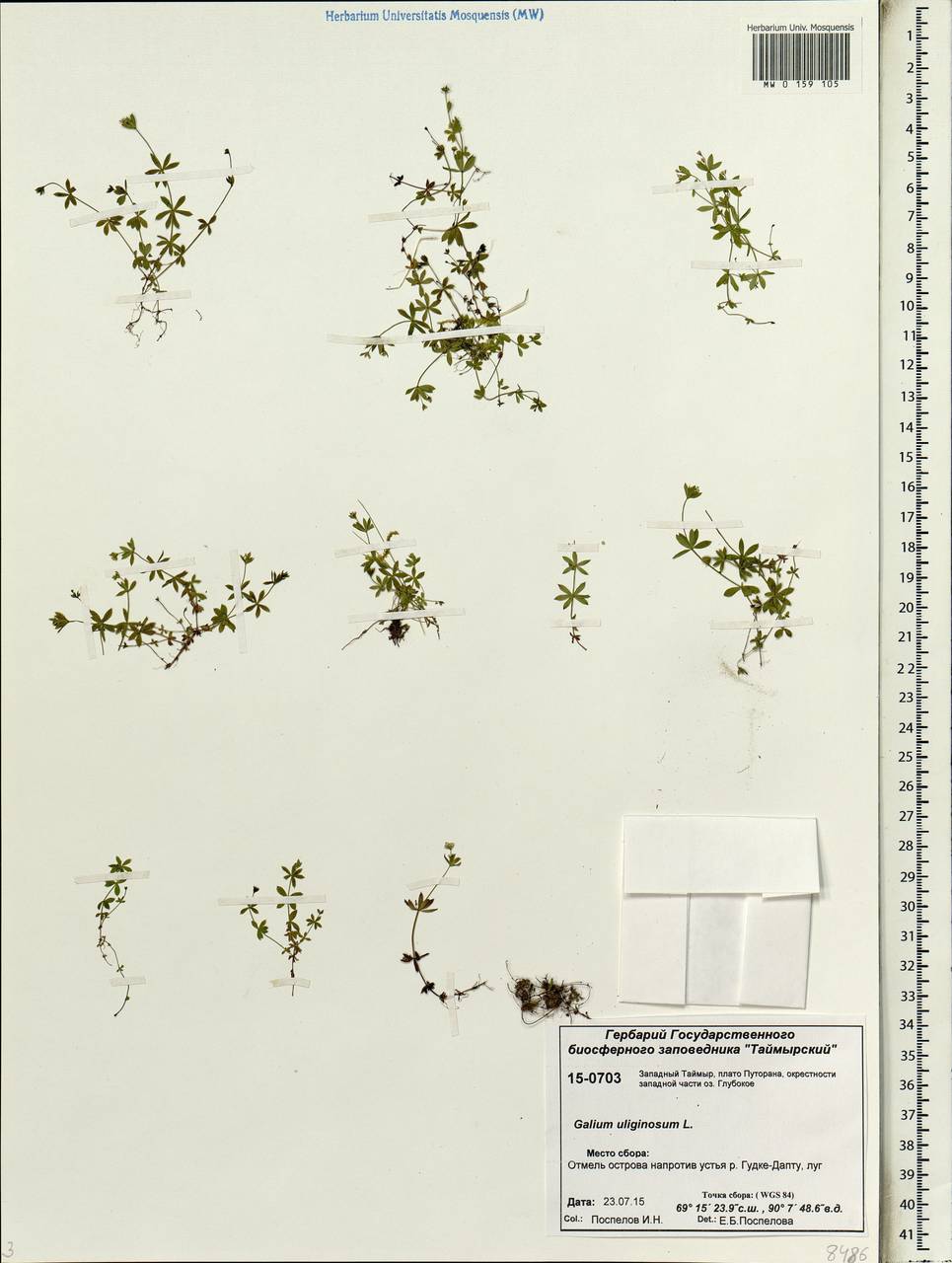 Galium uliginosum L., Siberia, Central Siberia (S3) (Russia)