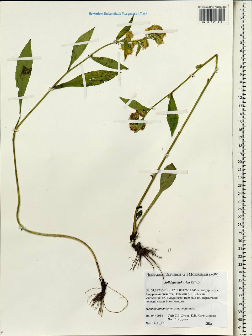 Solidago dahurica (Kitag.) Kitag. ex Juz., Siberia, Russian Far East (S6) (Russia)