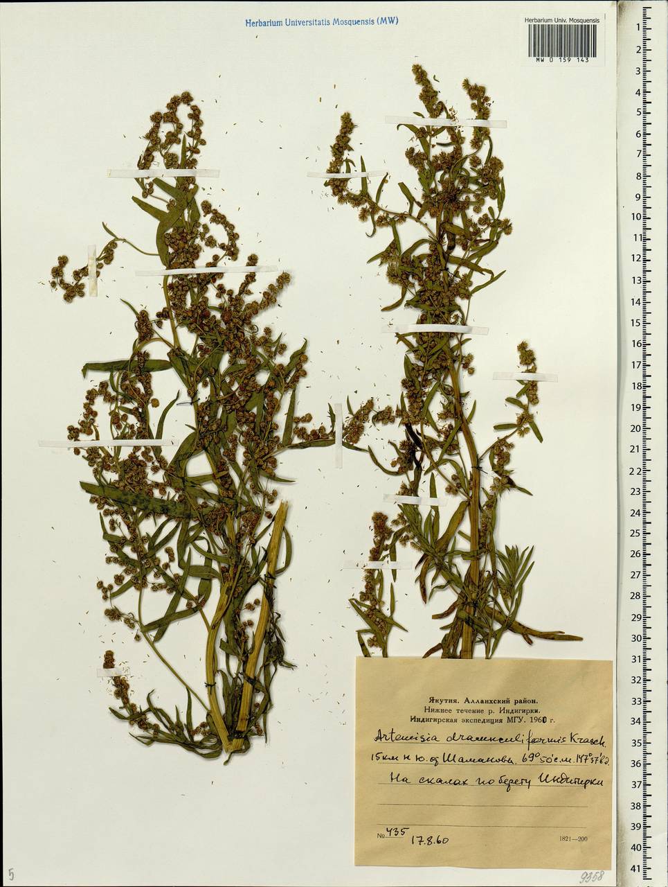 Artemisia dracunculus L., Siberia, Yakutia (S5) (Russia)