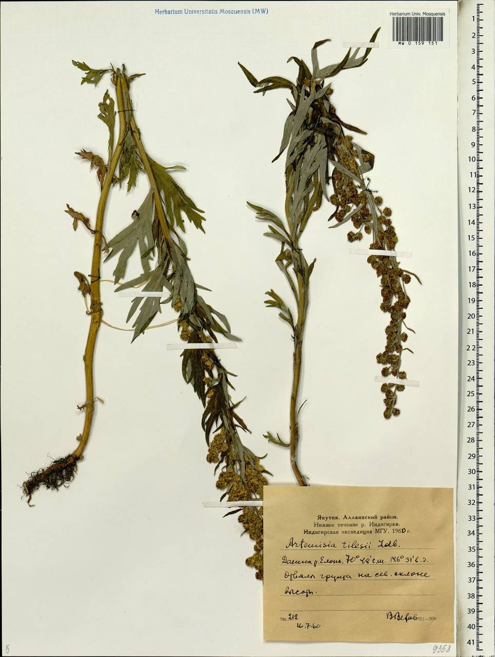 Artemisia tilesii Ledeb., Siberia, Yakutia (S5) (Russia)