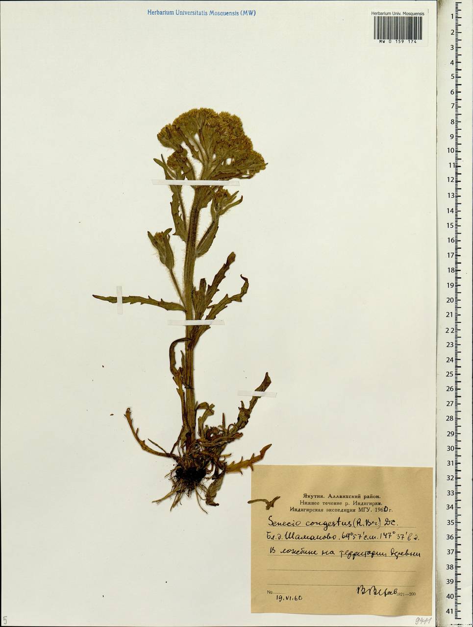 Tephroseris palustris (L.) Fourr., Siberia, Yakutia (S5) (Russia)