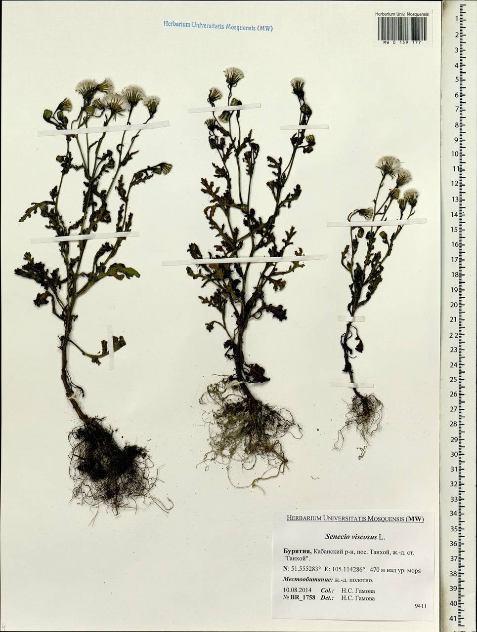 Senecio viscosus L., Siberia, Baikal & Transbaikal region (S4) (Russia)