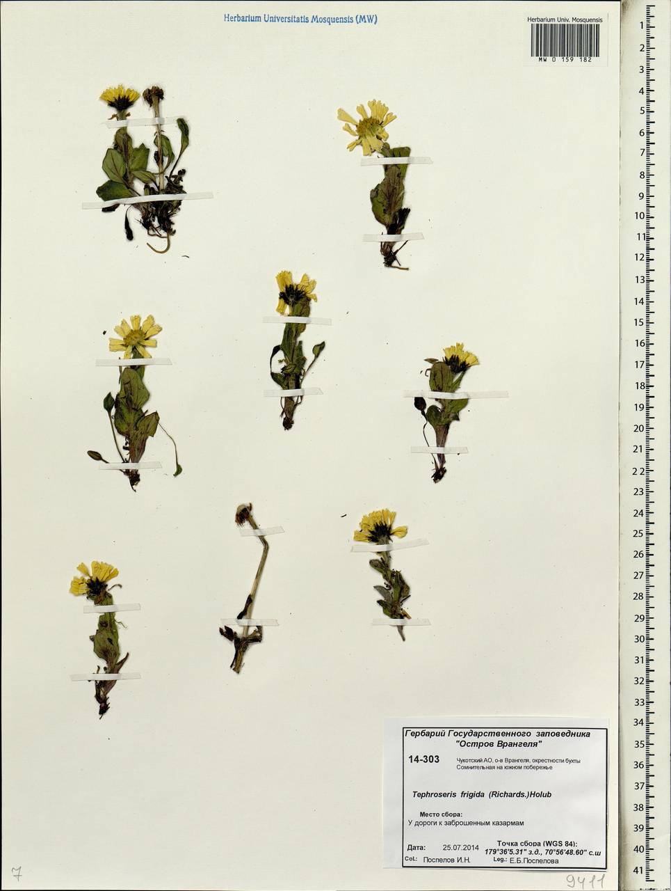 Tephroseris frigida (Richards.) Holub, Siberia, Chukotka & Kamchatka (S7) (Russia)