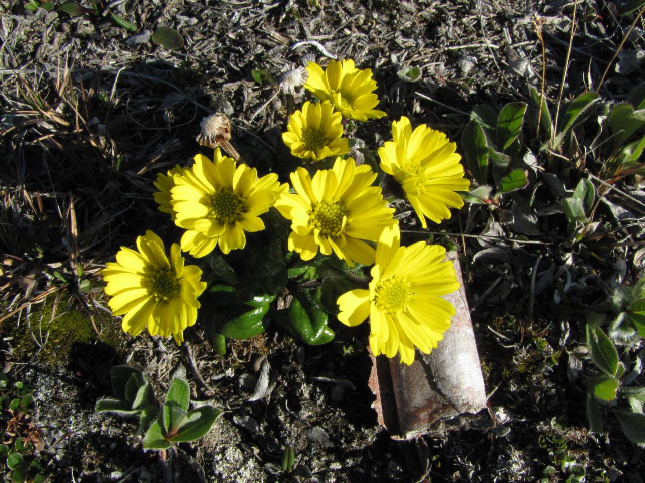 Tephroseris frigida (Richards.) Holub, Siberia, Chukotka & Kamchatka (S7) (Russia)