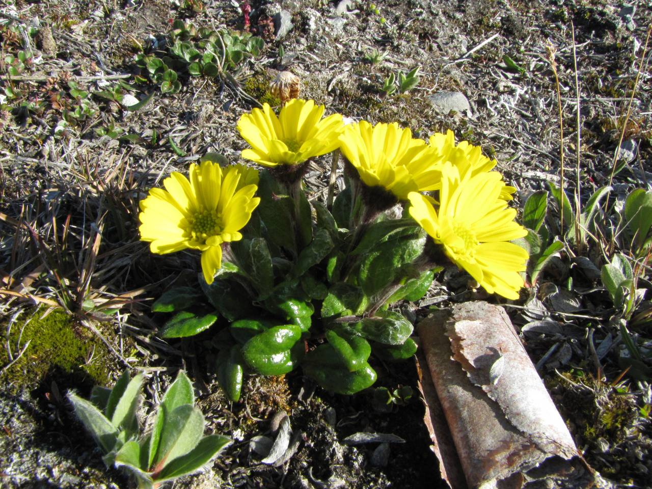 Tephroseris frigida (Richards.) Holub, Siberia, Chukotka & Kamchatka (S7) (Russia)