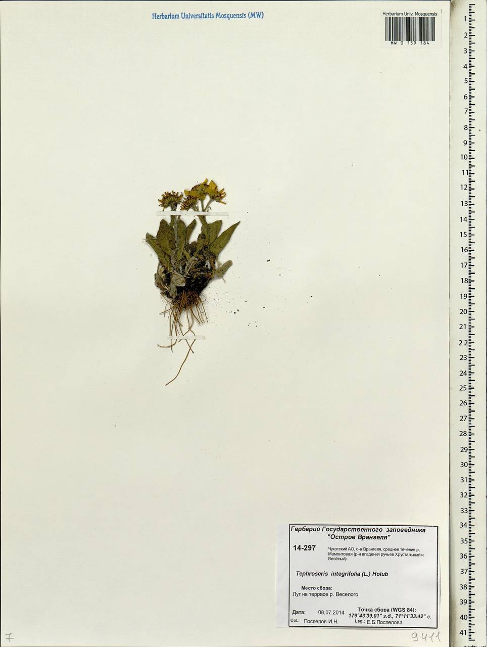 Tephroseris integrifolia (L.) Holub, Siberia, Chukotka & Kamchatka (S7) (Russia)