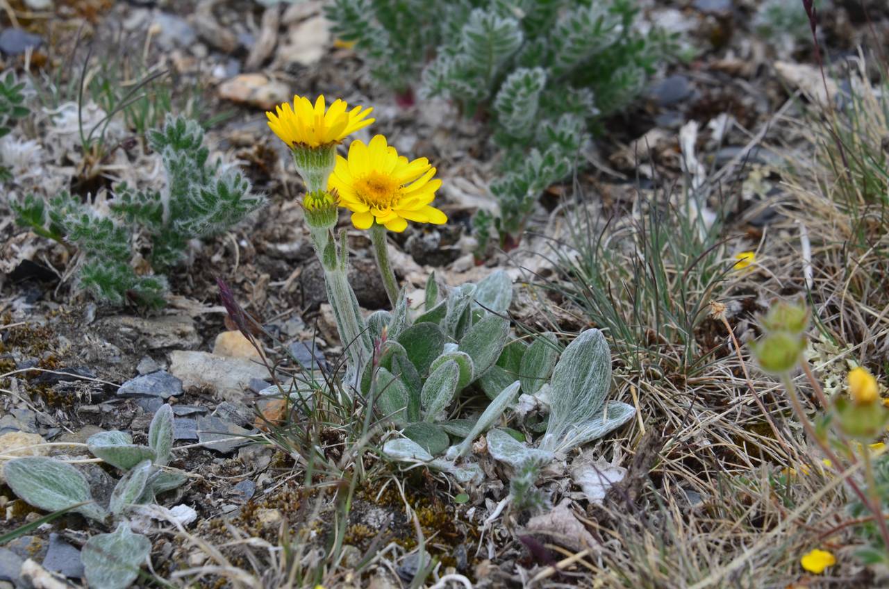 Tephroseris integrifolia (L.) Holub, Siberia, Chukotka & Kamchatka (S7) (Russia)