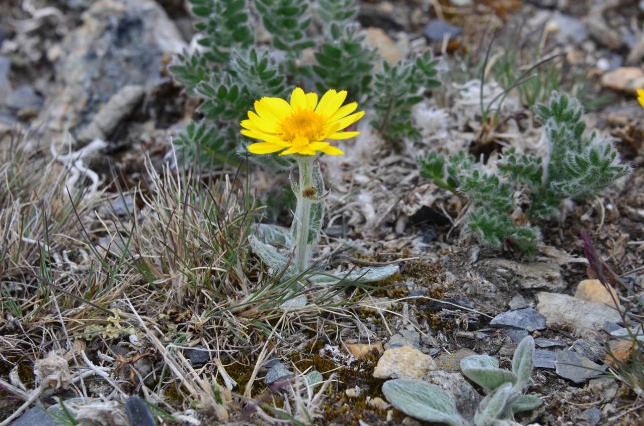 Tephroseris integrifolia (L.) Holub, Siberia, Chukotka & Kamchatka (S7) (Russia)