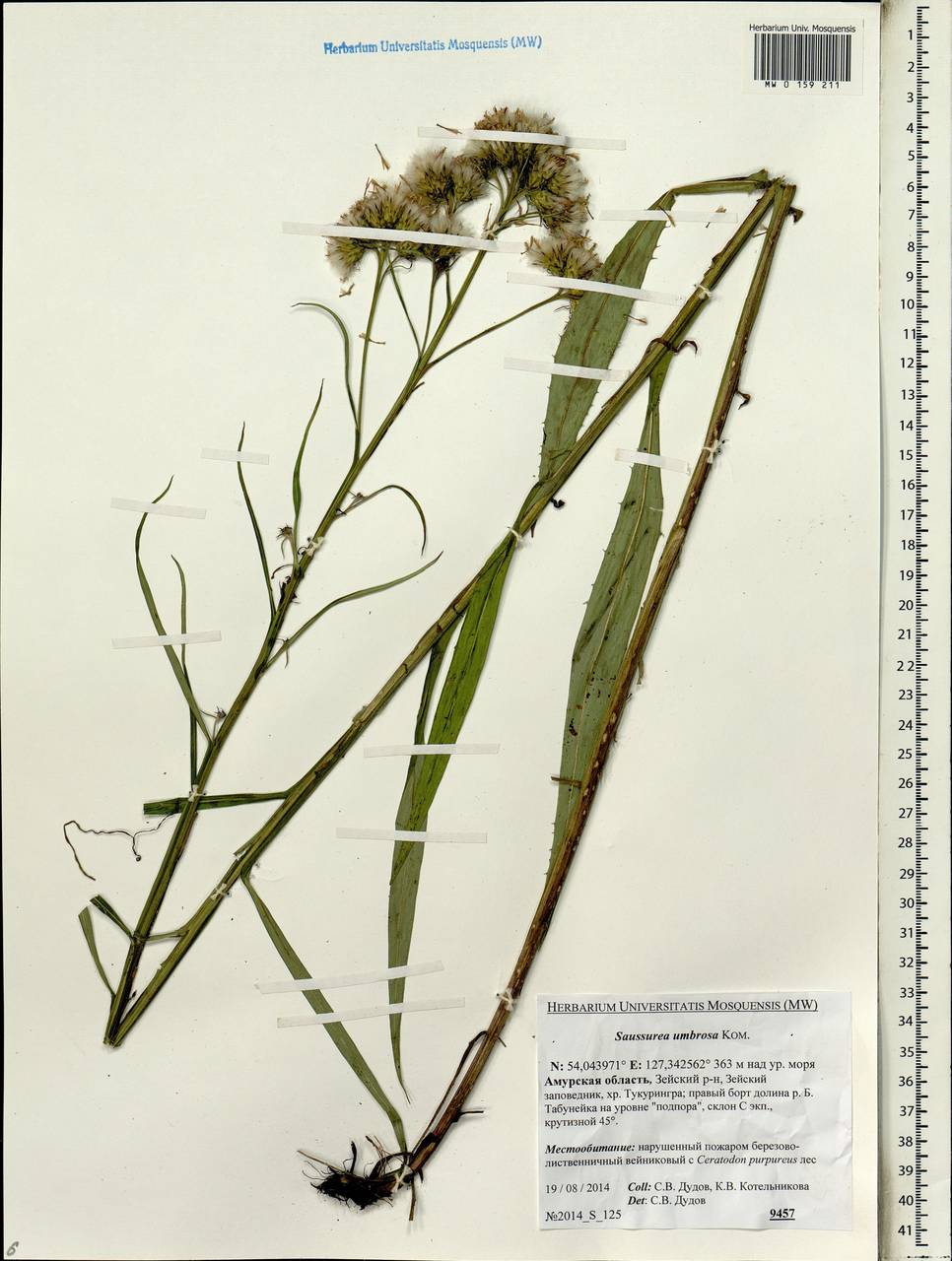 Saussurea umbrosa Kom., Siberia, Russian Far East (S6) (Russia)