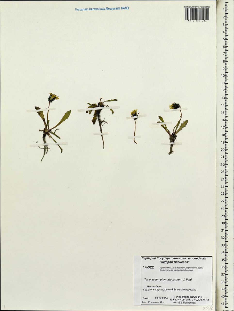 Taraxacum phymatocarpum J. Vahl, Siberia, Chukotka & Kamchatka (S7) (Russia)