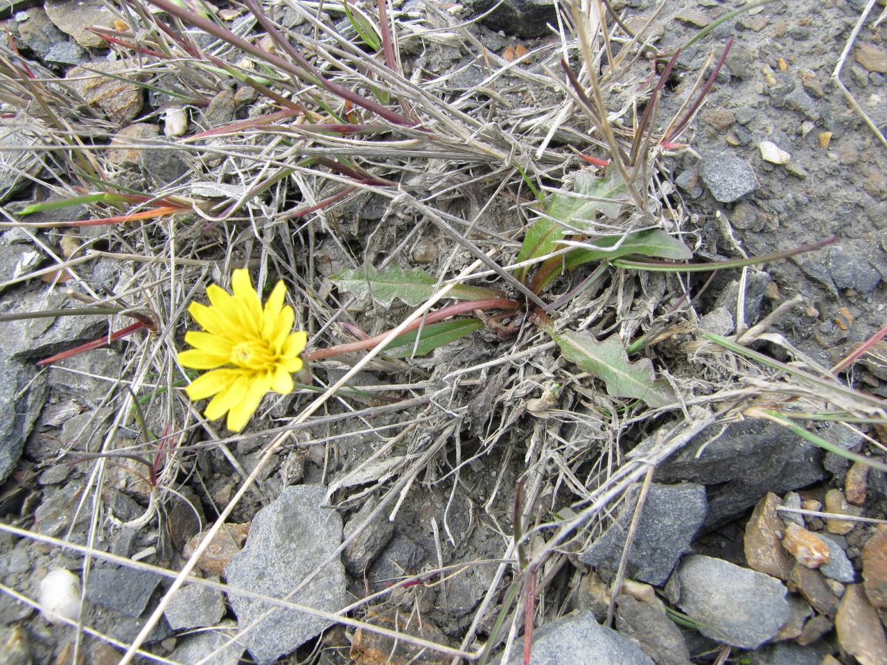 Taraxacum phymatocarpum J. Vahl, Siberia, Chukotka & Kamchatka (S7) (Russia)