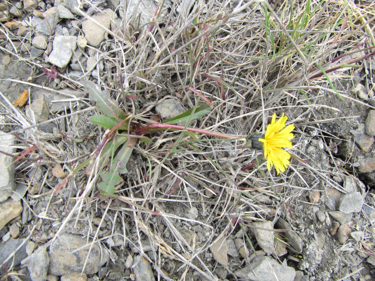 Taraxacum phymatocarpum J. Vahl, Siberia, Chukotka & Kamchatka (S7) (Russia)