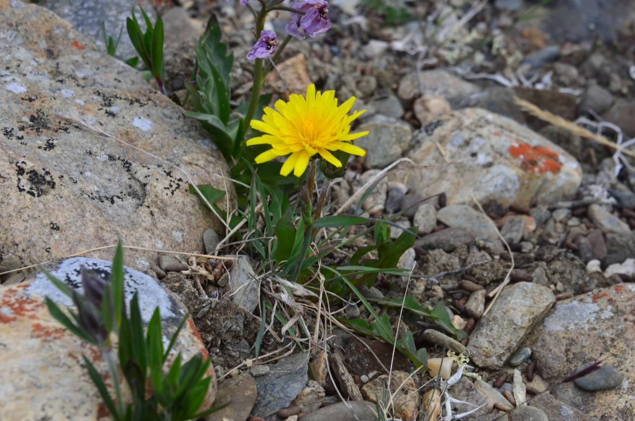 Taraxacum tamarae Kharkev. & Tzvelev, Siberia, Chukotka & Kamchatka (S7) (Russia)