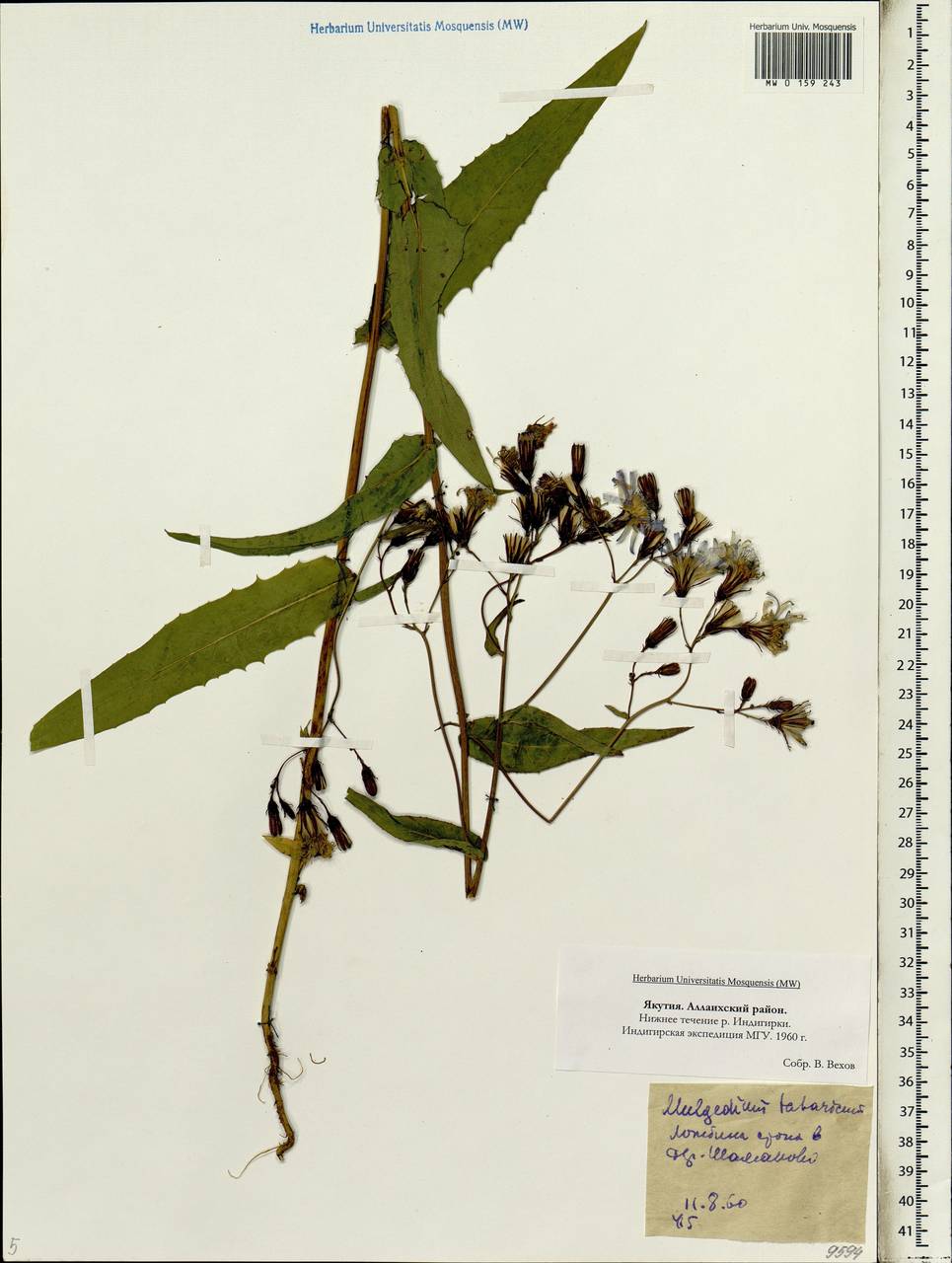 Lactuca tatarica (L.) C. A. Mey., Siberia, Yakutia (S5) (Russia)