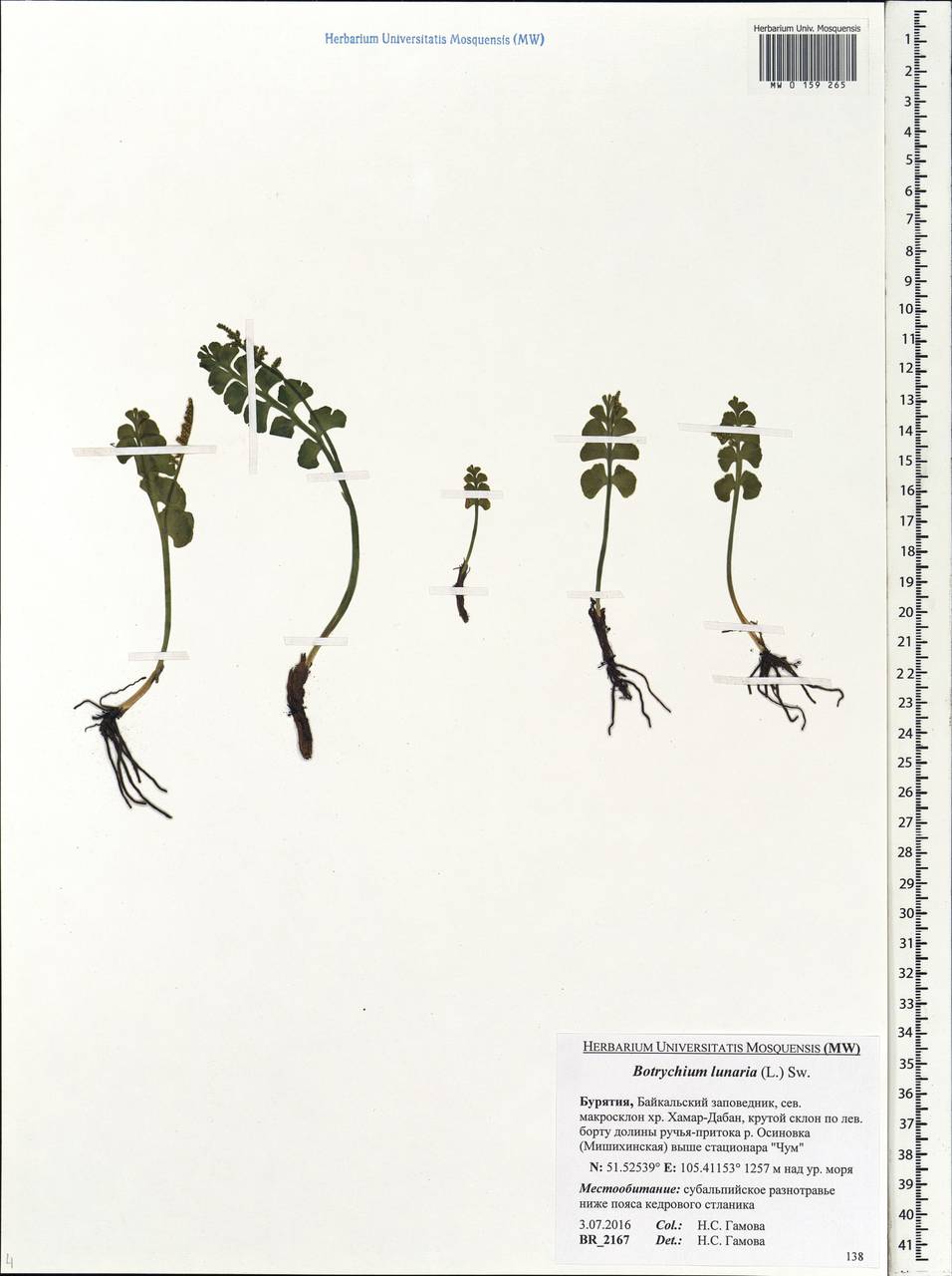 Botrychium lunaria (L.) Sw., Siberia, Baikal & Transbaikal region (S4) (Russia)