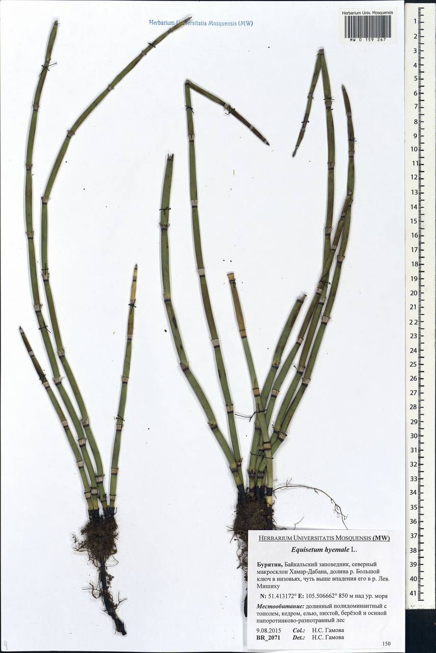 Equisetum hyemale L., Siberia, Baikal & Transbaikal region (S4) (Russia)