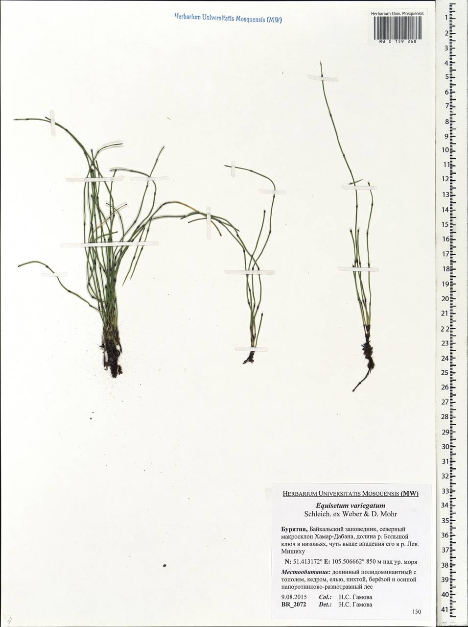 Equisetum variegatum Schleich., Siberia, Baikal & Transbaikal region (S4) (Russia)