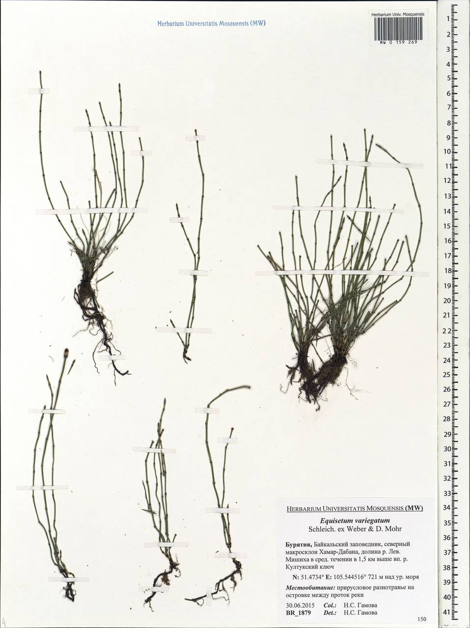 Equisetum variegatum Schleich., Siberia, Baikal & Transbaikal region (S4) (Russia)