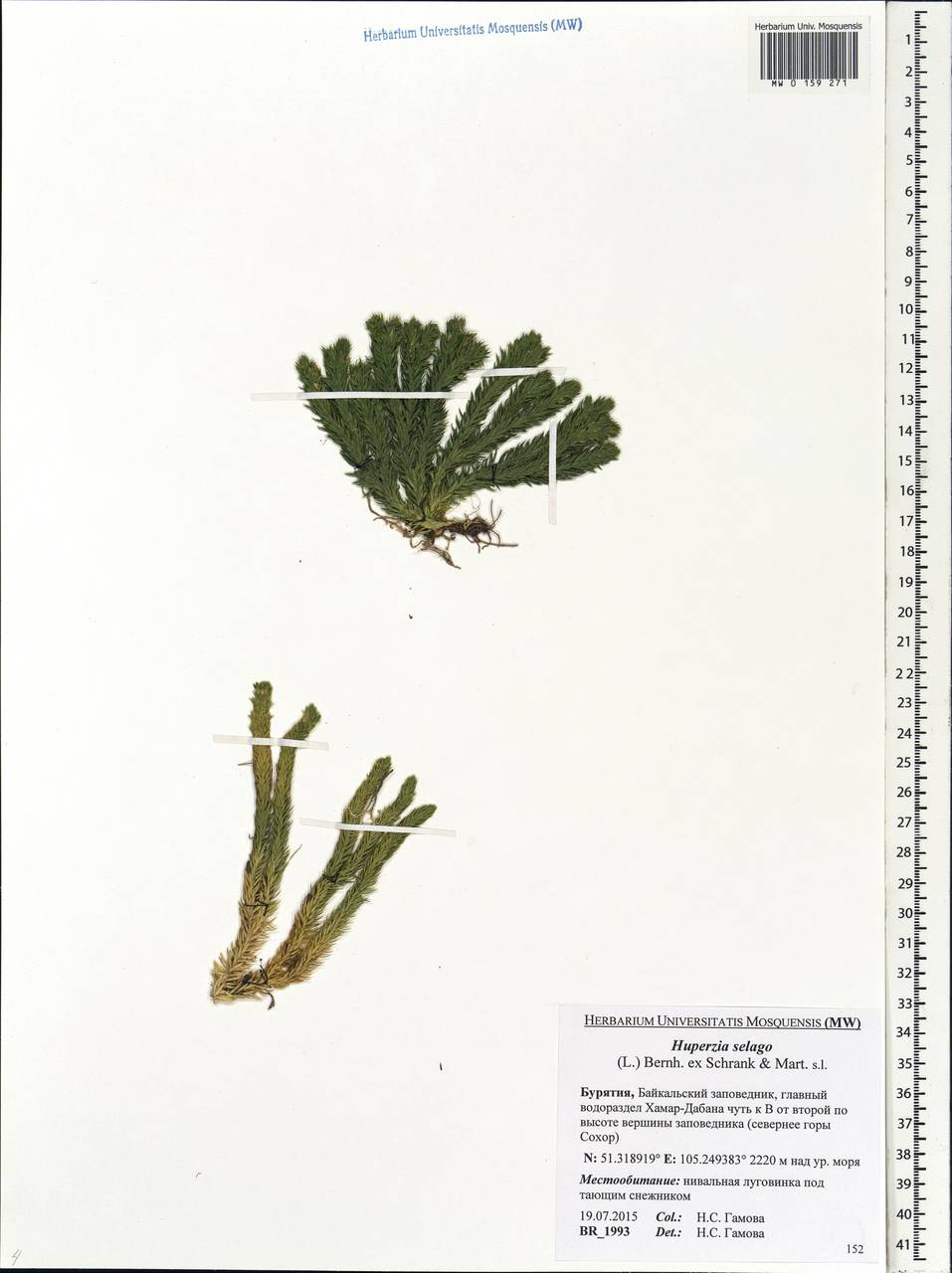 Huperzia selago, Siberia, Baikal & Transbaikal region (S4) (Russia)