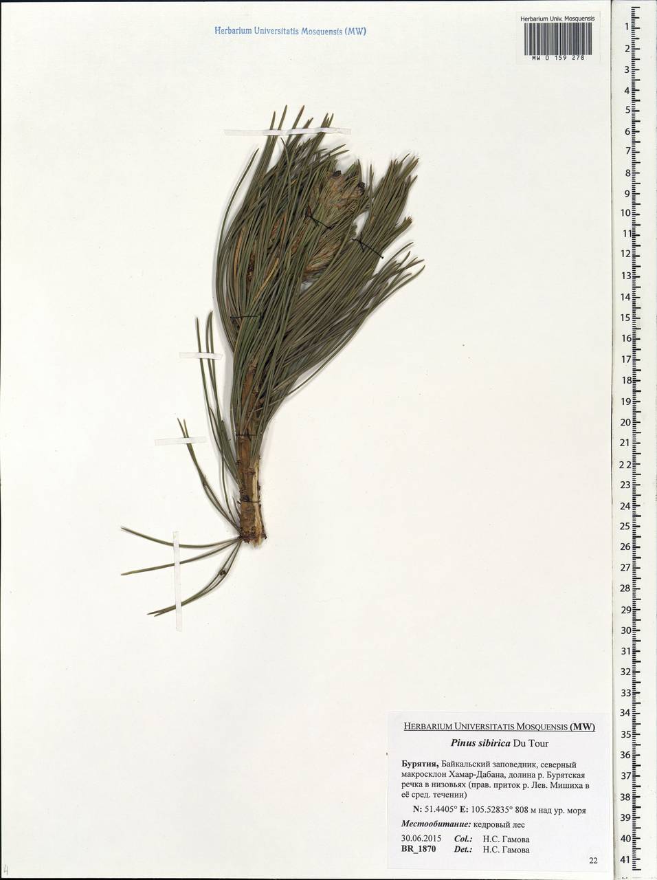 Pinus sibirica Du Tour, Siberia, Baikal & Transbaikal region (S4) (Russia)