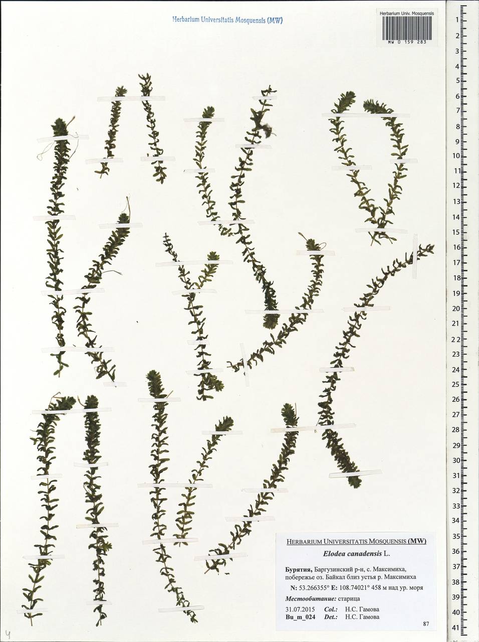 Elodea canadensis Michx., Siberia, Baikal & Transbaikal region (S4) (Russia)