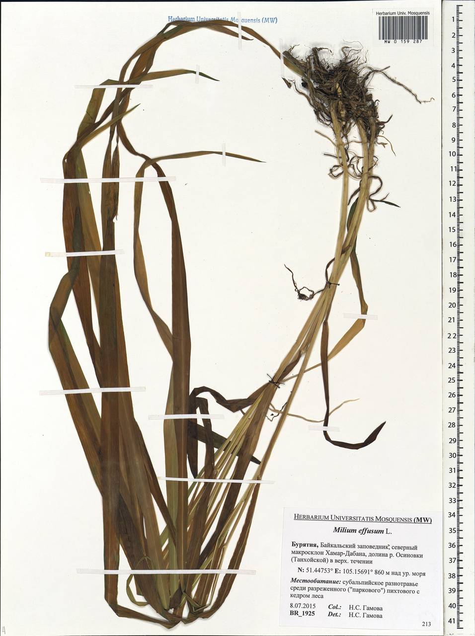 Milium effusum L., Siberia, Baikal & Transbaikal region (S4) (Russia)