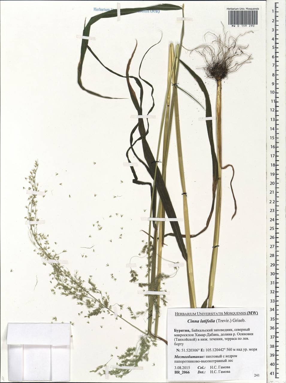 Cinna latifolia (Trevir.) Griseb., Siberia, Baikal & Transbaikal region (S4) (Russia)