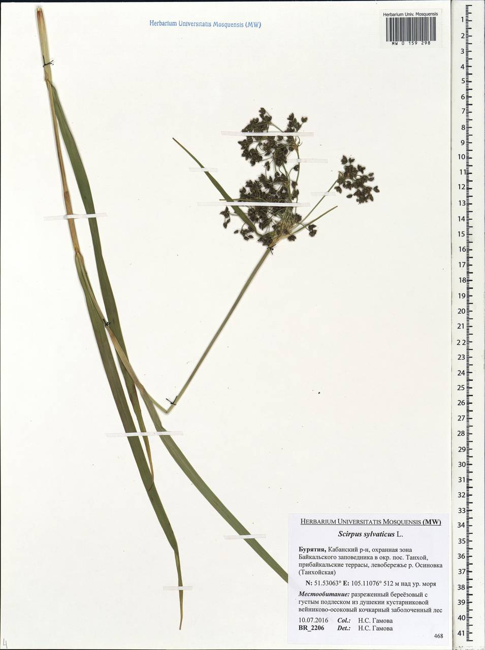 Scirpus sylvaticus L., Siberia, Baikal & Transbaikal region (S4) (Russia)