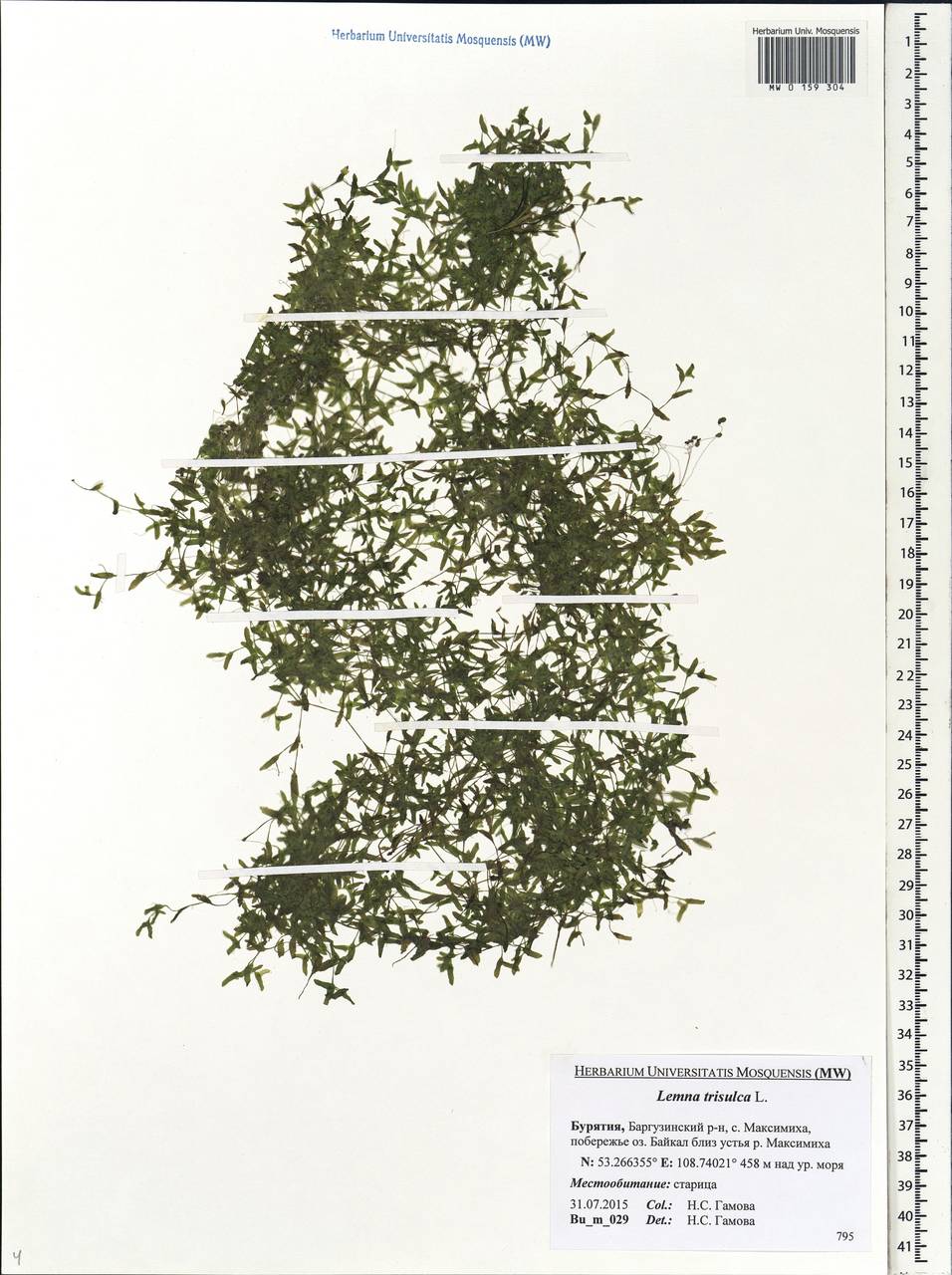 Lemna trisulca L., Siberia, Baikal & Transbaikal region (S4) (Russia)