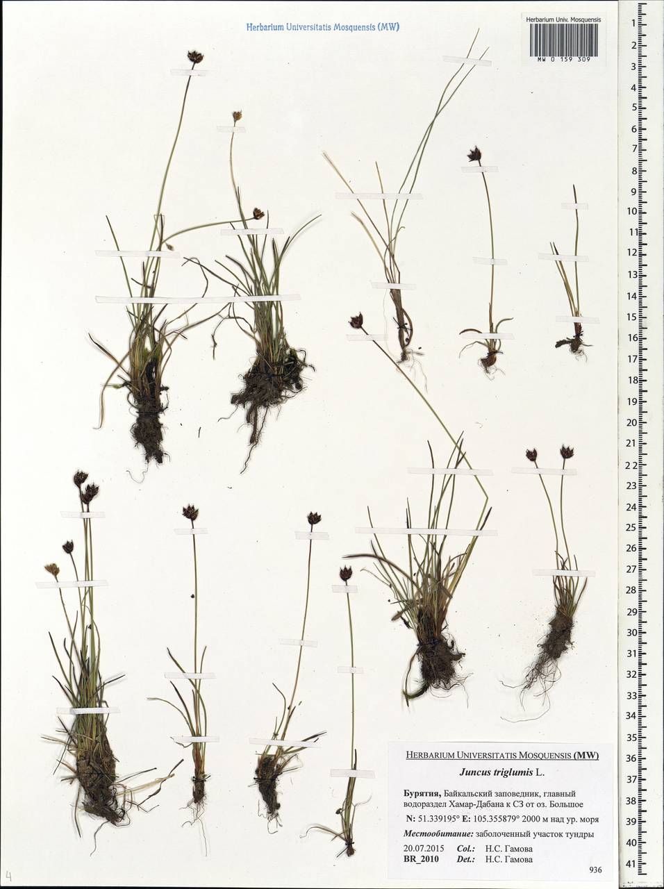 Juncus triglumis L., Siberia, Baikal & Transbaikal region (S4) (Russia)