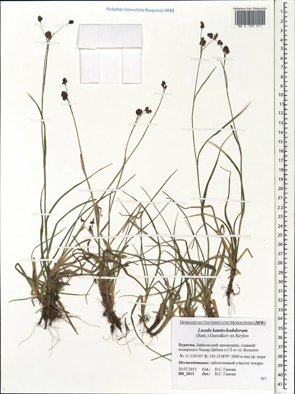 Luzula arcuata subsp. unalaschkensis (Buch.) Hultén, Siberia, Baikal & Transbaikal region (S4) (Russia)