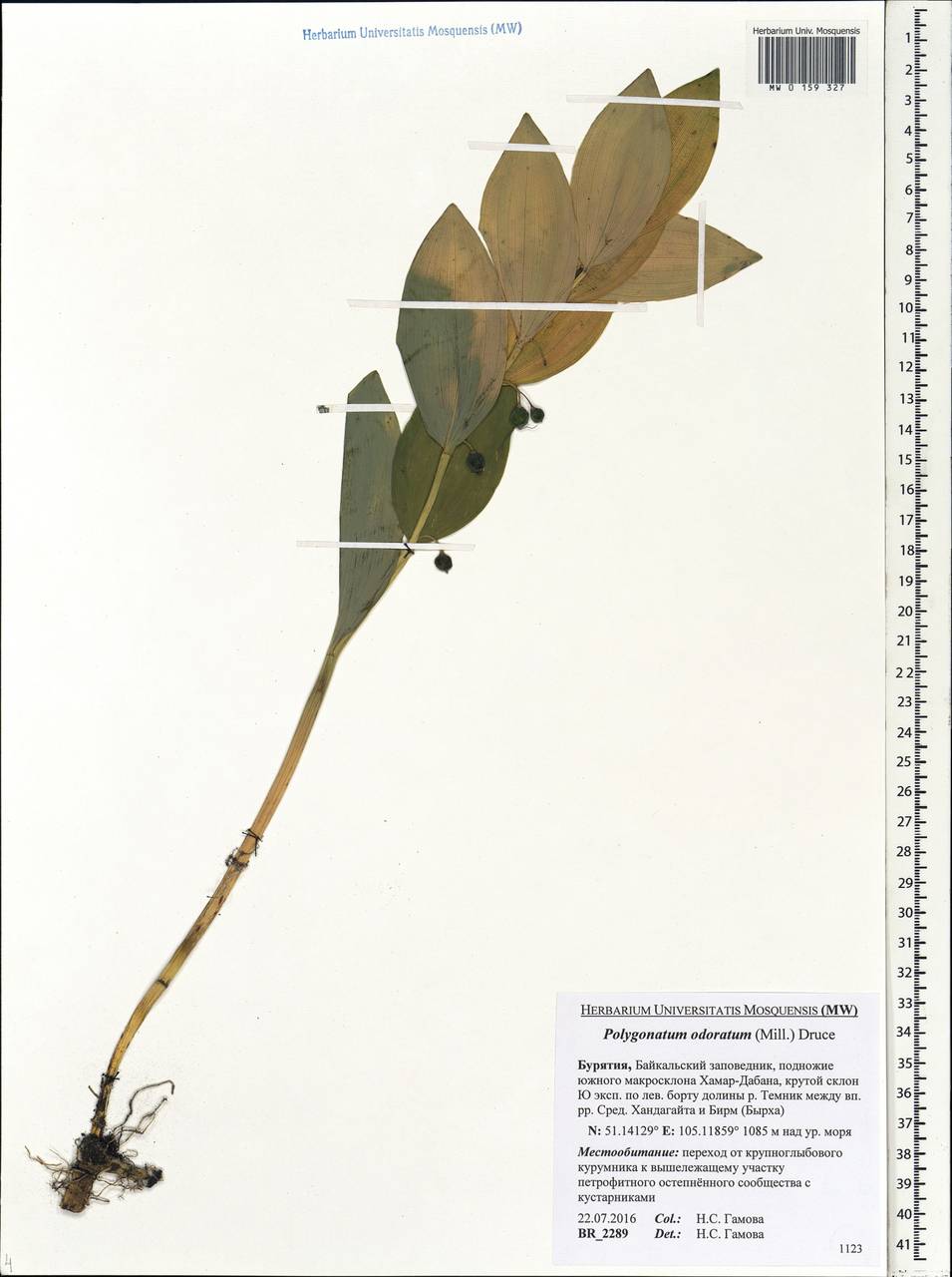 Polygonatum odoratum (Mill.) Druce, Siberia, Baikal & Transbaikal region (S4) (Russia)